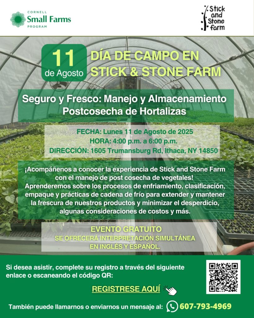 DiadecampoStickandStone2025