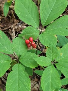 Forest Farming Feature Image