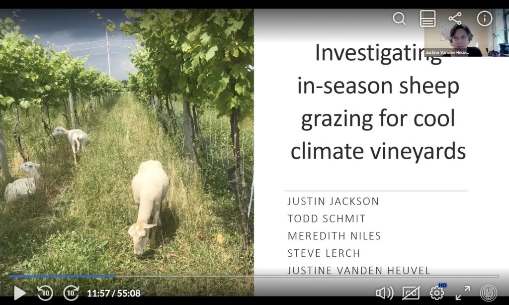 Investigating in season sheep grazing for cool climate vineyards cover