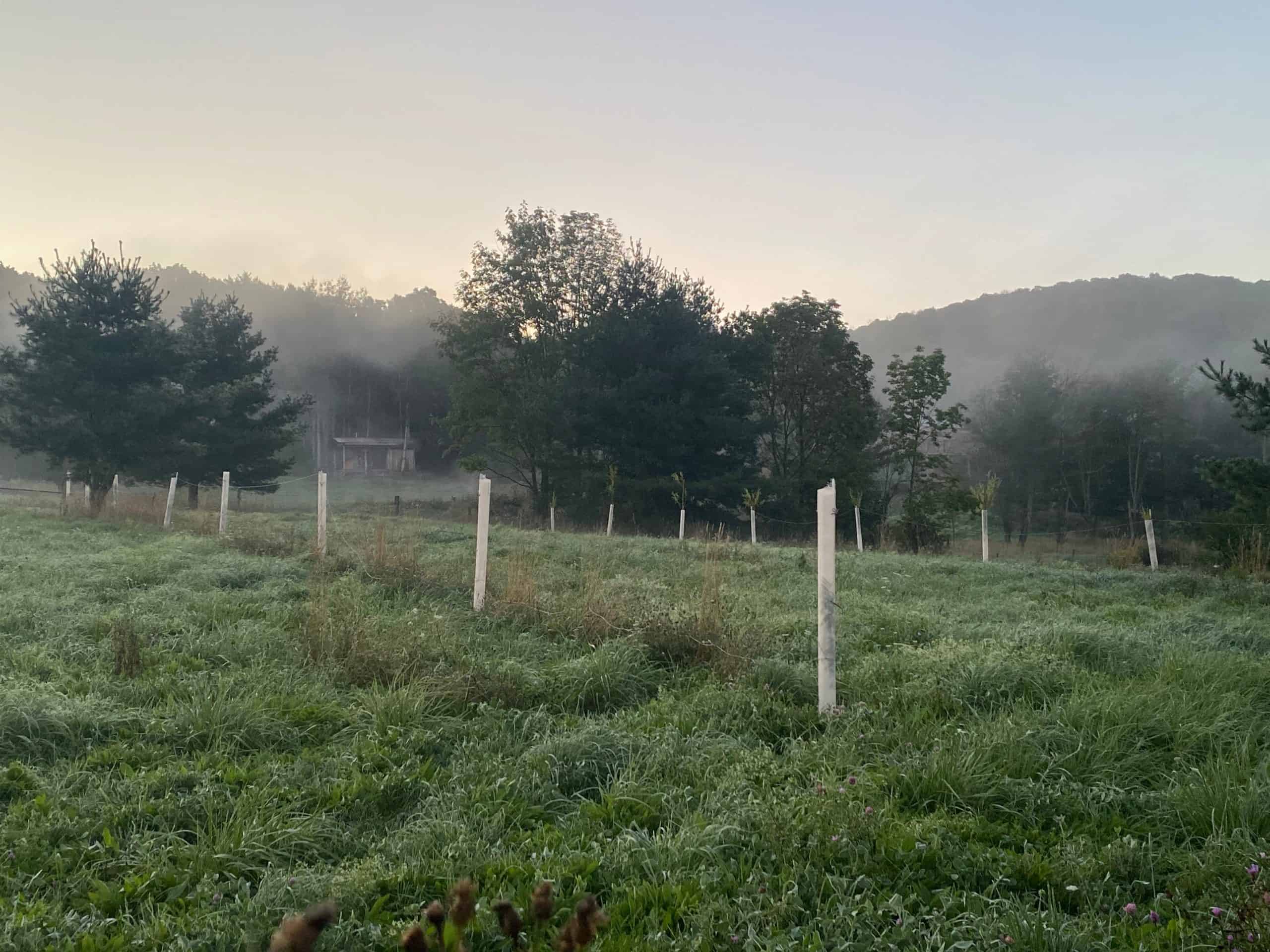 Planting Trees into Pasture scaled