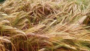 SFQ lake effect barley