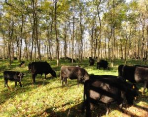 Thinning Forests and Adding Livestock