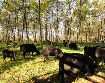 Black Angus cattle at Brett Chedzoy’s Angus Glen Farm graze in the dappled shade of a forest silvopasture.