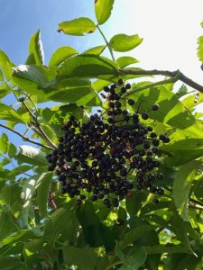 Fresh Elderberry
