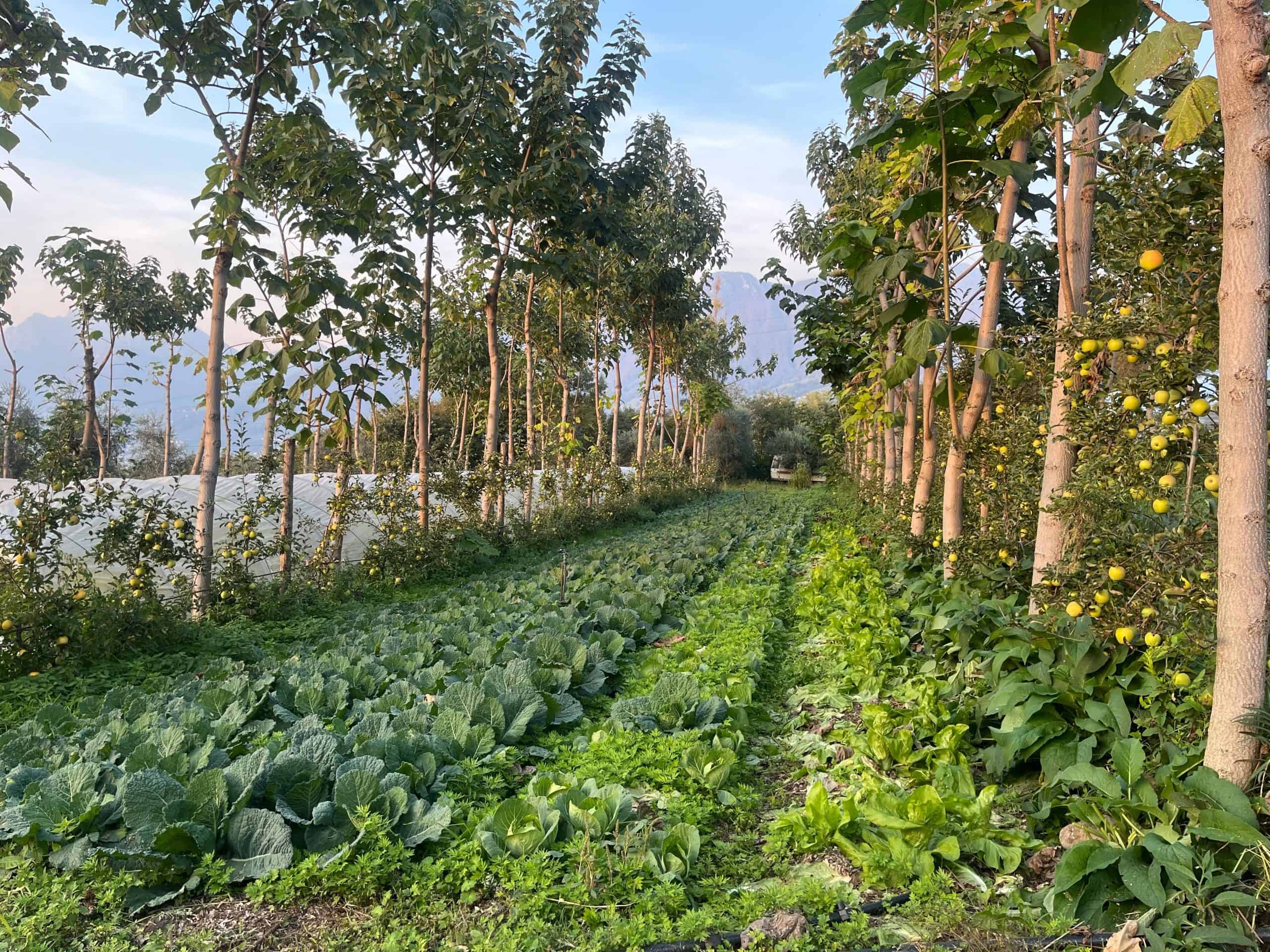 Beyond the Forest: Seeing the Farm for the Trees 1 Rows of vegetable crops thrive between rows of fruit trees in Northern Italy