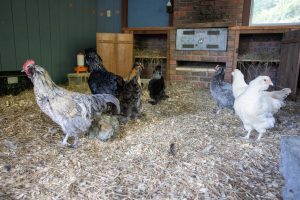 SFQ Brett Grant chickens 7292