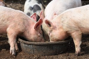 Taking a Deeper Dive into Nutritious Diets for Pigs 3 AdobeStock 149939843