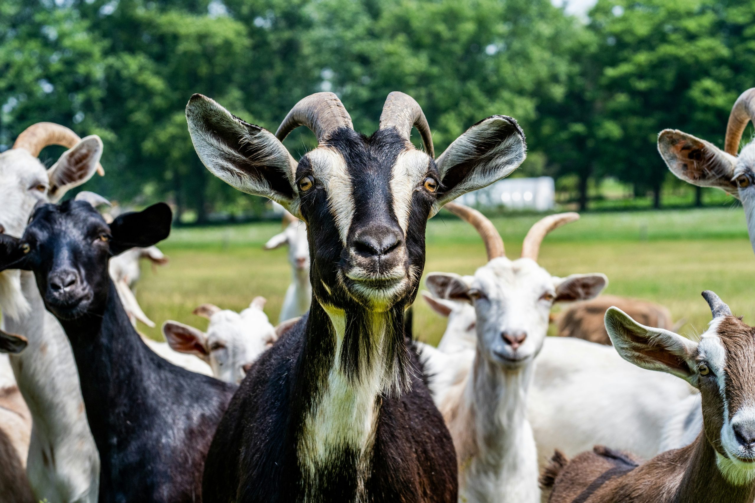 A herd of goats looking forward with attention and purpose