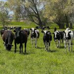 Dairy Grazing Apprenticeship