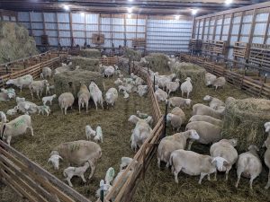 SFQLambingSeason March