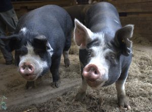 Cría de Cerdos en Fincas Pequeñas 3 Berkshire Pigs