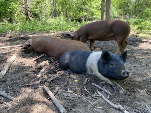 Centurion Farm Pigs in Forest