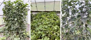 SFQ Melon SystemsCollage