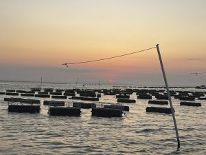 SFQ Oyster Farming photo 1