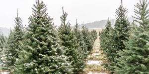 SFQ tree farm snow