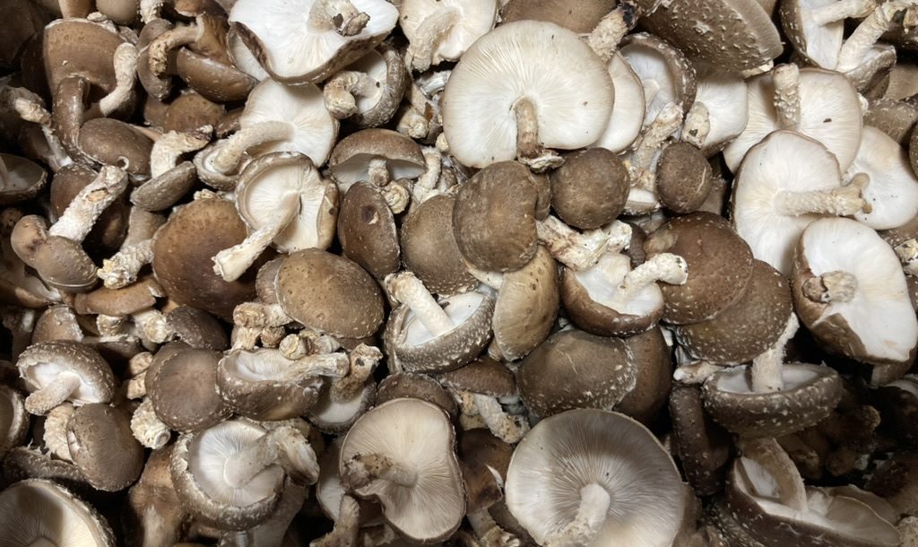 shiitake mushrooms