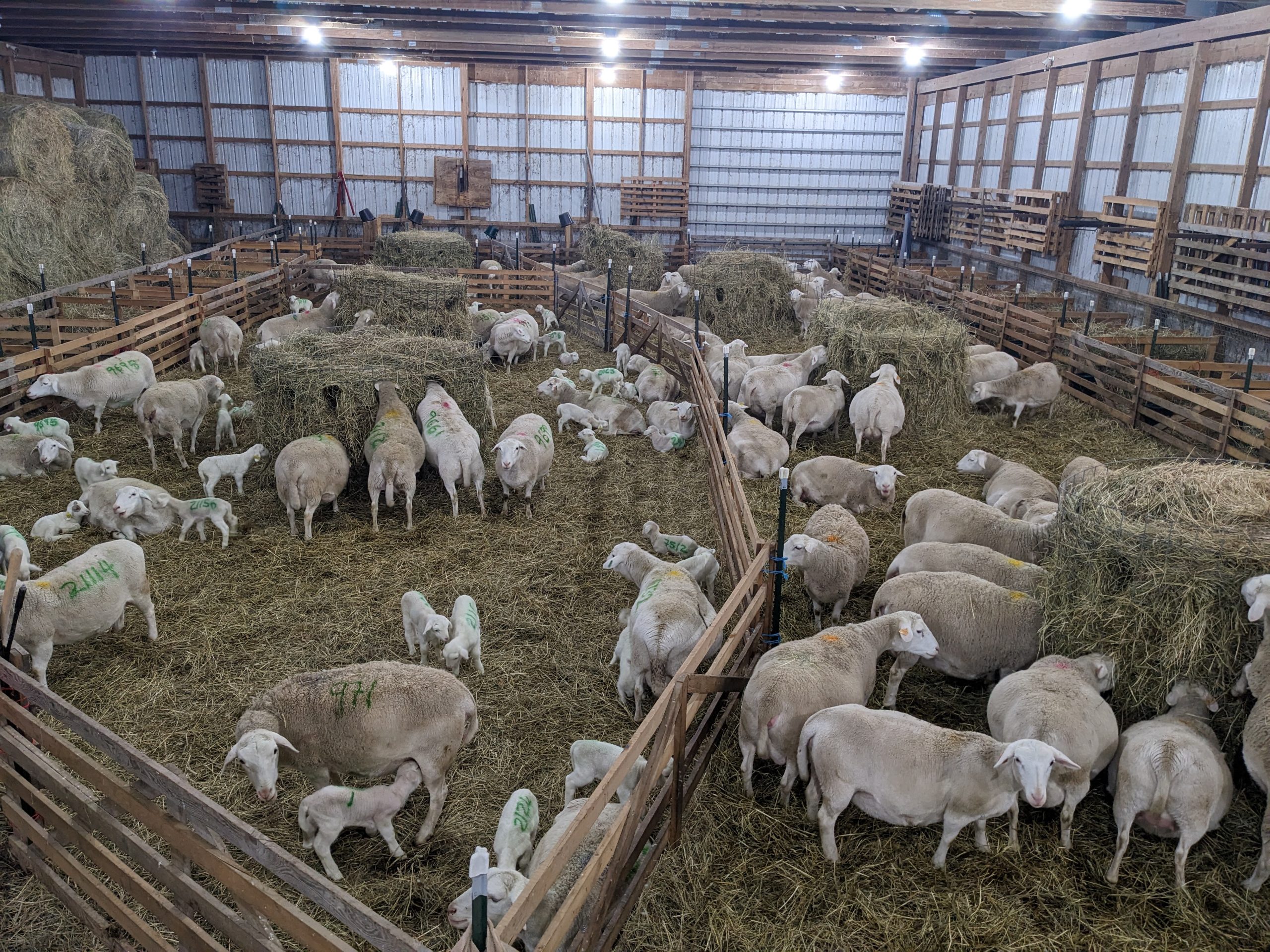 Lambing Season Math