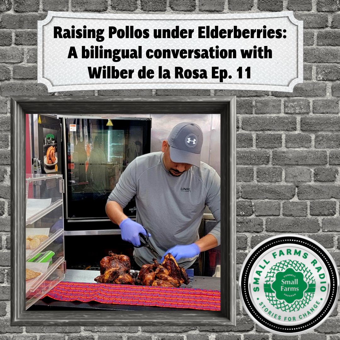 Raising Pollos Under Elderberry: Small Farms Radio’s Bilingual Conversation with Wilber de la Rosa