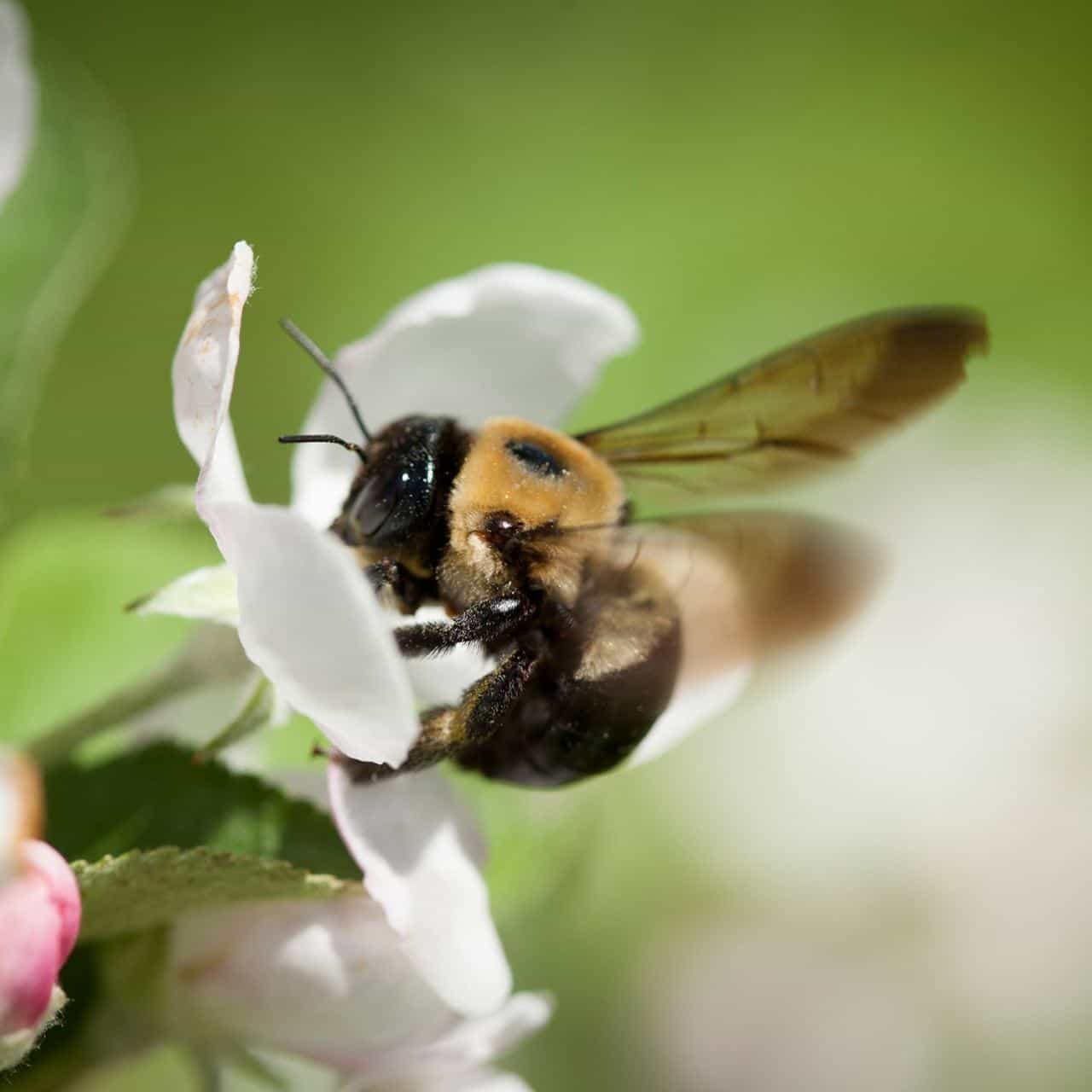 Honey bees pollinate flowering plants at Cornell Orchards.
Jason Koski / Cornell University