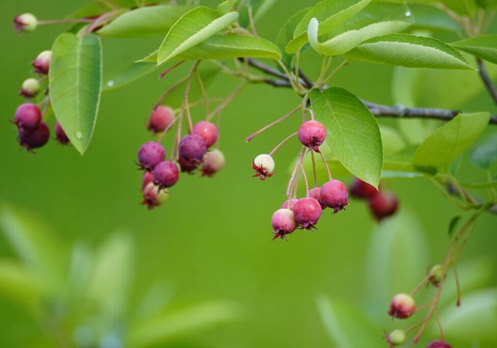 Image of juneberries hanging from a branch.