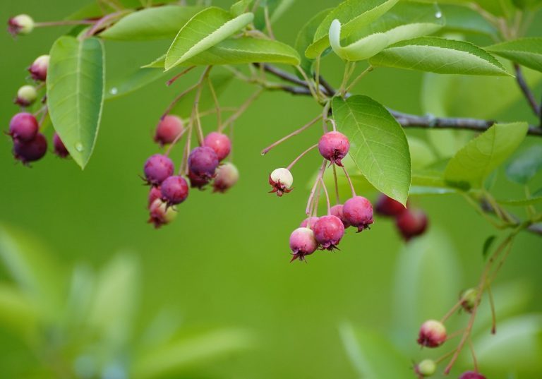 Image of juneberries hanging from a branch.