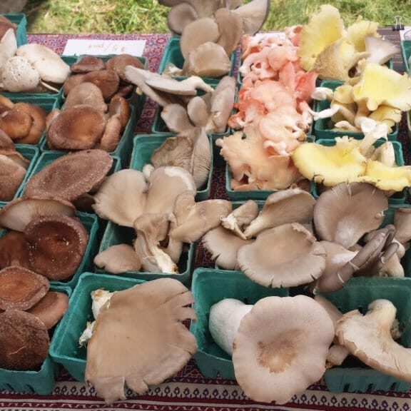 Mushrooms at Farmers Market. 
Willie Crosby / Fungi Ally