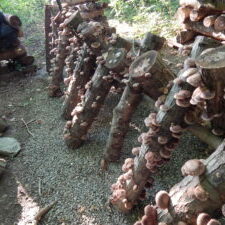 mushroom, agroforestry, logs