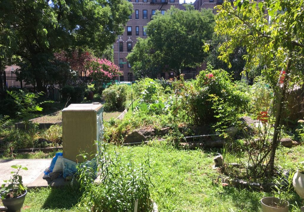 A lush community garden with various plants and flowers thrives in a city setting. Tall trees and blooming plants create a vibrant scene, offering a Bundle of natures beauty against the backdrop of urban brick buildings under a clear blue sky.