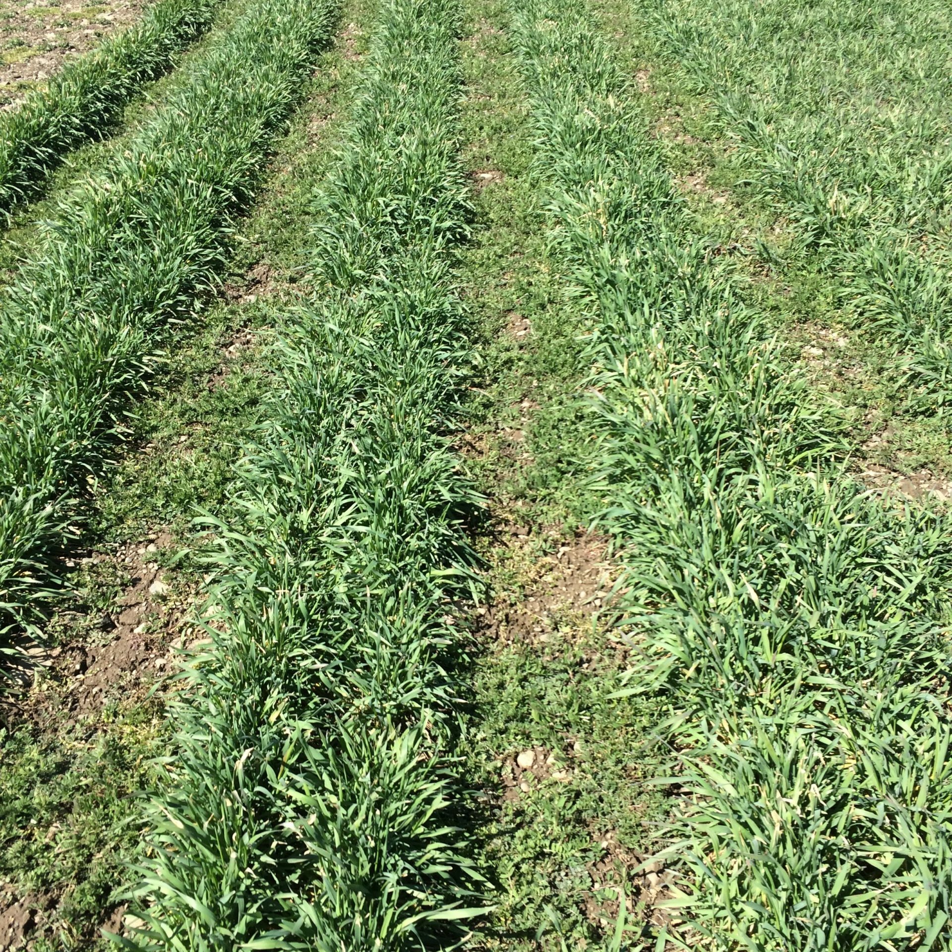 Strip planted cereal rye and hairy vetch where the nitrogen rich vetch is concentrated in the planting row. Our research found little to no benefit to strip planting vs standard mixed plantings. 