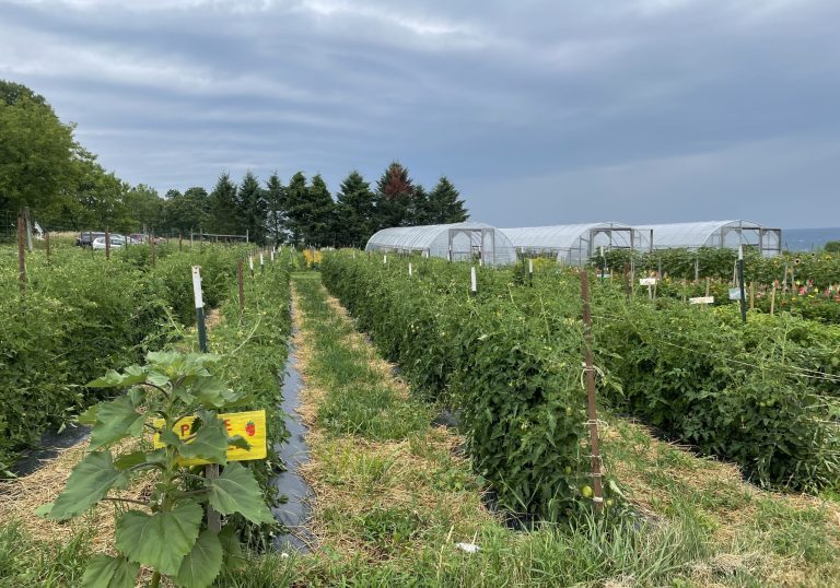 Rows of crops at farm