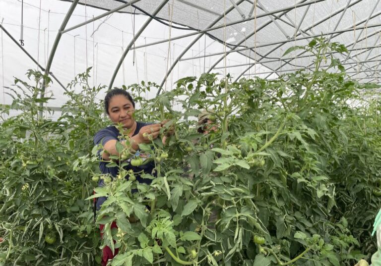 Person tending to tall plants in a high tunnel.