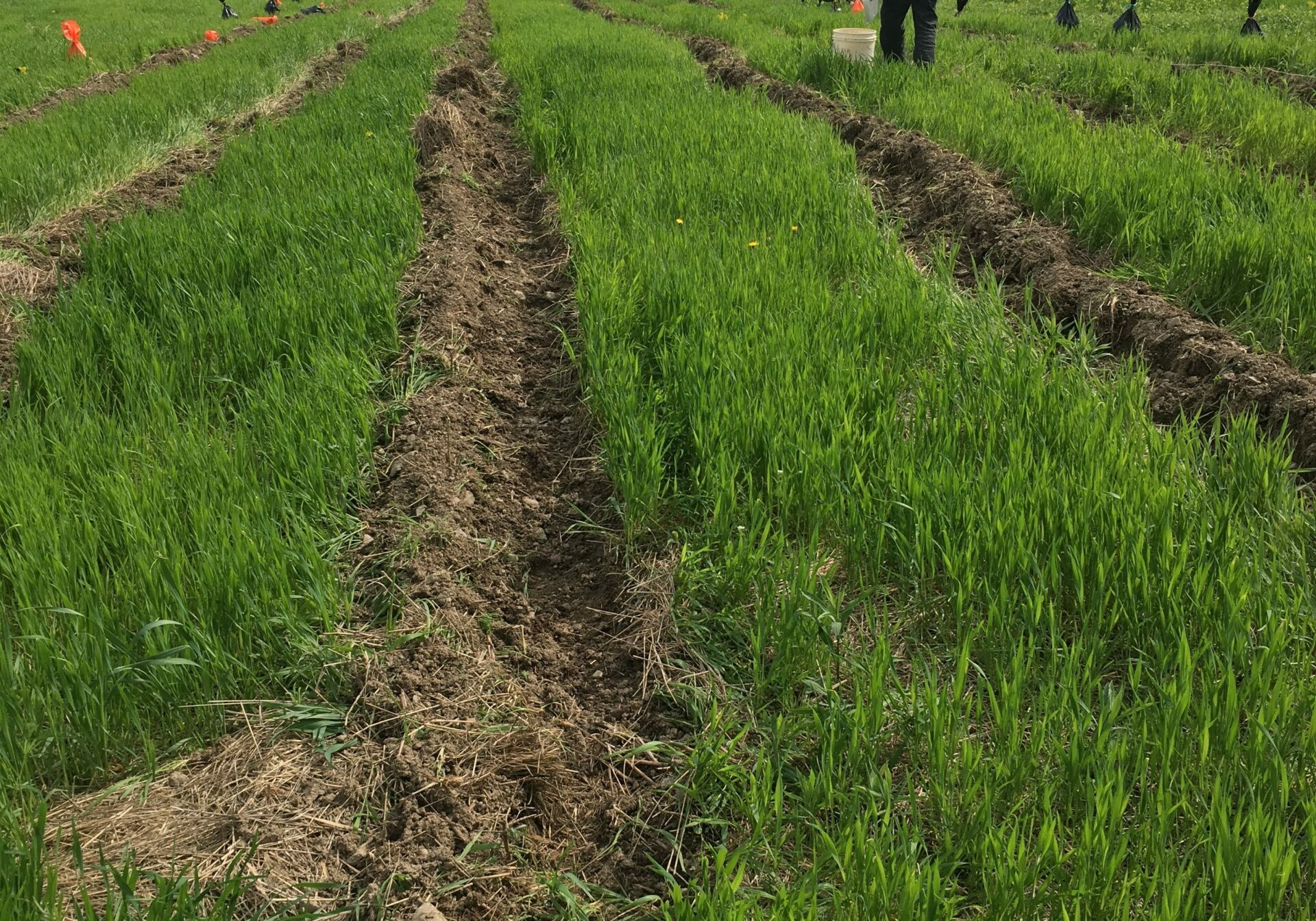 Planting zones can be created in spring within overwintering cereal rye. In this example, a walk behind tractor was used. 