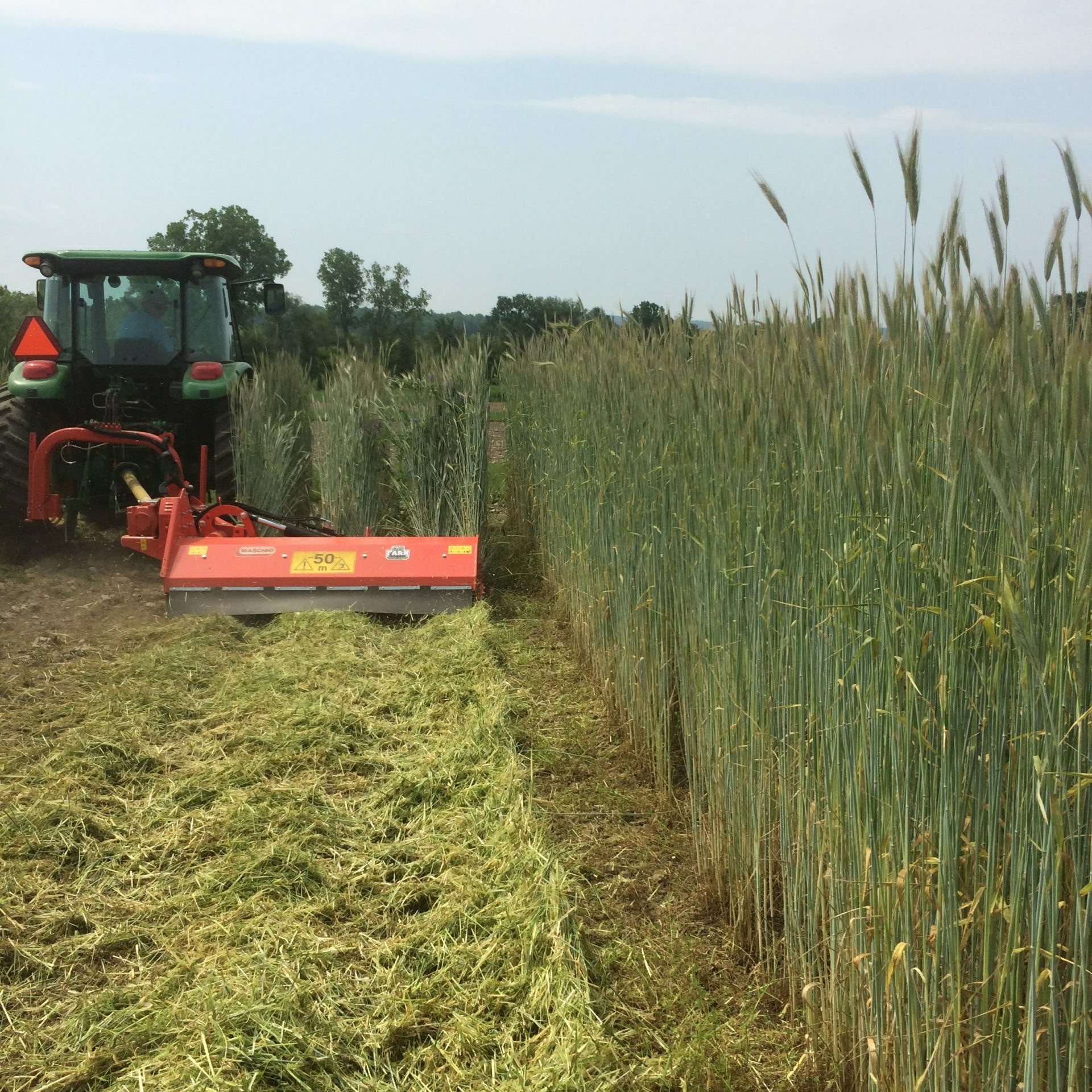Flail mowing cereal rye at anthesis can effectively terminate the crop. While cereal rye has high biomass potential, it can create difficult soil conditions for the following crop. It's high C:N ratio can tie up soil nitrogen and in dry years it can deplete soil moisture.