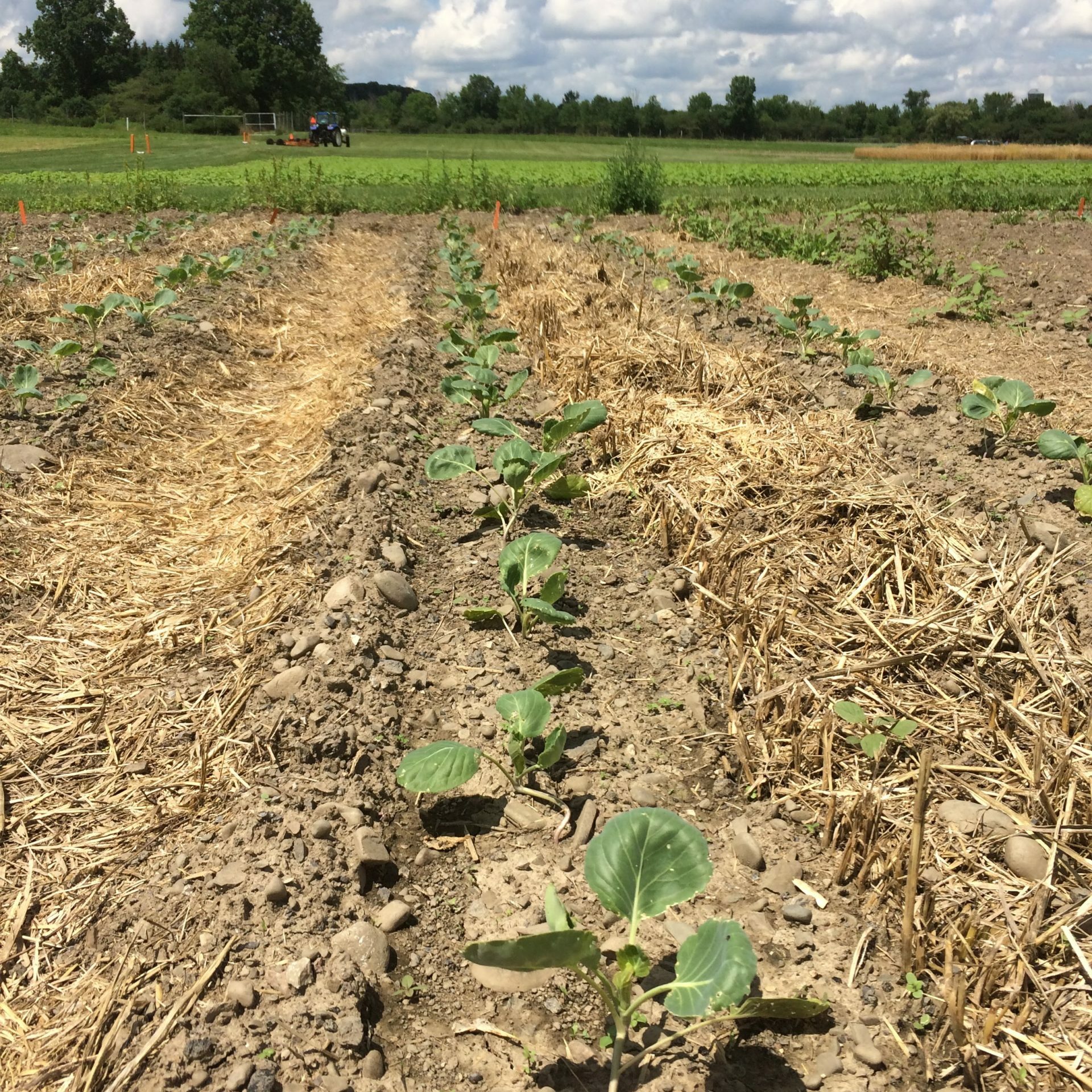 Fall brassicas are one crop that works for planting after maximizing cereal-legume cover crop biomass in spring.