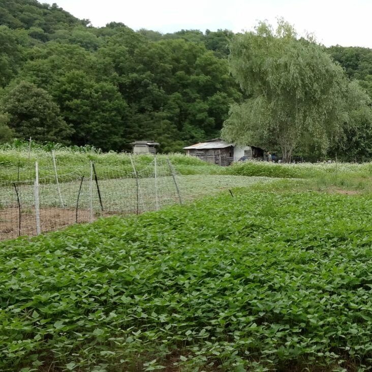 Beans in foreground with patchwork quilt of summer mix following each chicken foraging of winter wheat mix. (July 2014, Salamander Springs Farm)