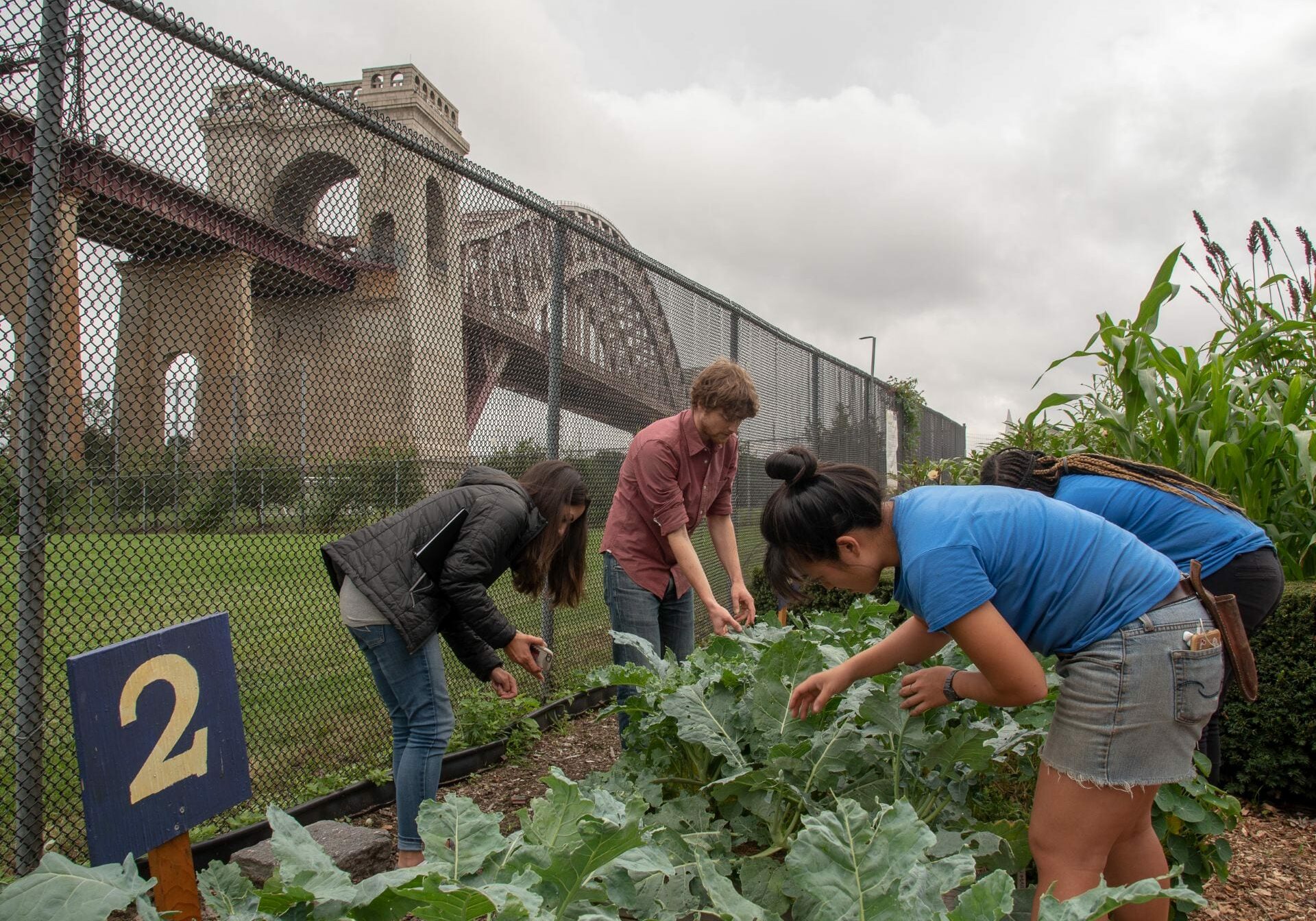 In the shadow of New York City’s Hell Gate Bridge, Cornell Cooperative Extension urban agriculture specialists Yolanda Gonzalez, left, and Sam Anderson, center scout for harlequin bugs and consult with farmers at Randall's Island Urban Farm in New York City.
R.J. Anderson / Cornell Cooperative Extension
