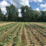 Three weeks after transplanting broccoli in our experiment, no-till with tarping
plots (right) had lower early-season weed emergence than conventionally tilled, untarped plots (left). Stephen Stresow/ Cornell Small Farms Program