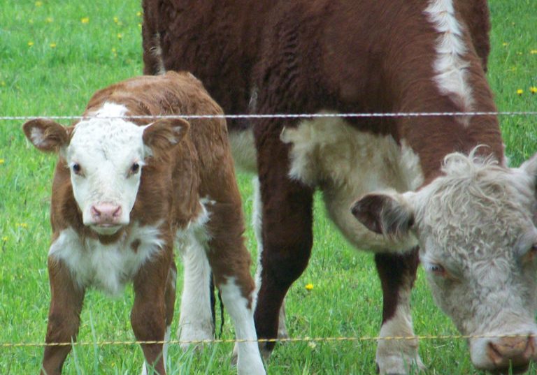 I love my pasture!  Photo by Denise Timms