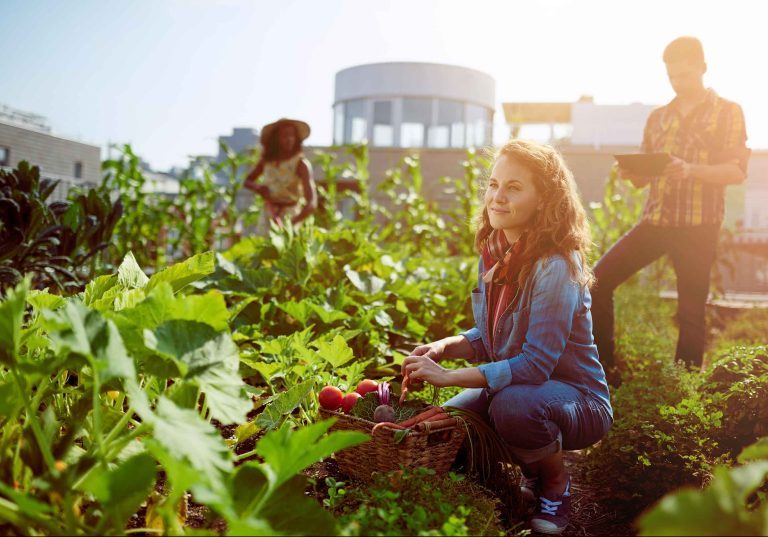 bf-121-online-course-veg-production-2