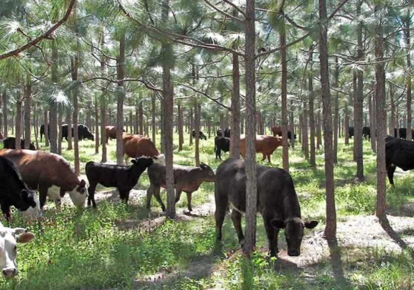 cattle-silvopasture-stock-bf-235