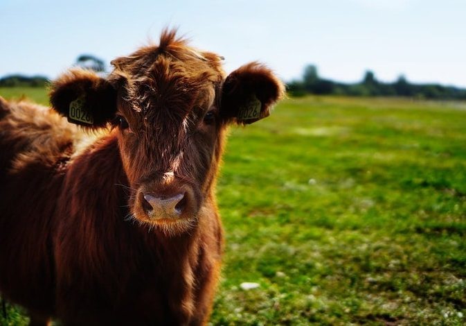 grazing management cover