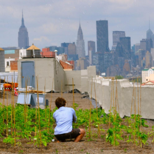 guide-urban-ag-nys-cover-crop-roof-garden