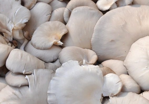 indoor specialty mushroom production cover