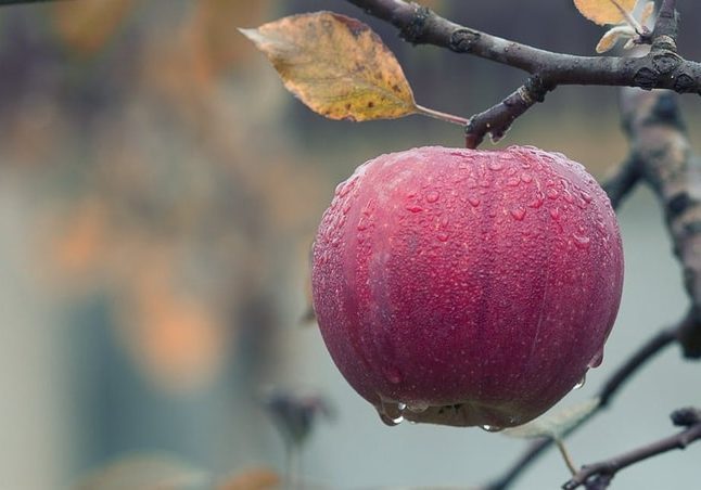 introduction to tree fruit production cover