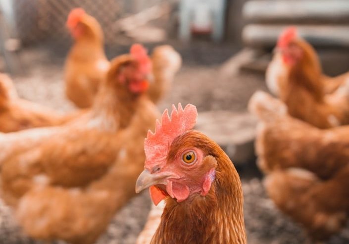 poultry production cover