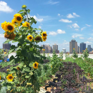 promise-urban-ag-cover-crop-urban-garden