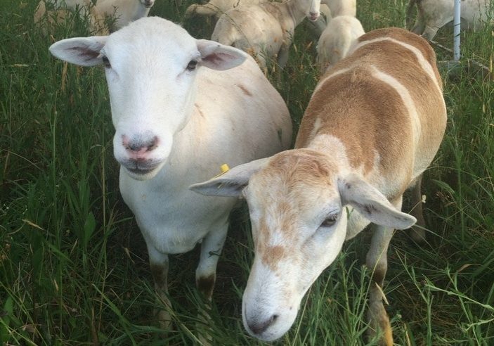 sheep production cover